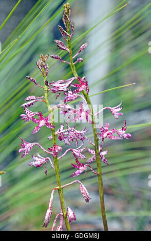 Flowers of the Blotched Hyacinth-Orchid (Dipodium variegatum) in the Royal National Park, Sydney, Australia Stock Photo