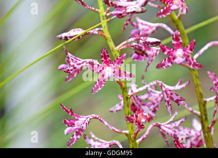 Flowers of the Blotched Hyacinth-Orchid (Dipodium variegatum) in the Royal National Park, Sydney, Australia Stock Photo