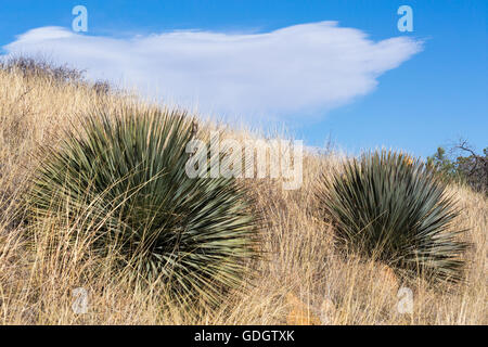 Yucca plants growing in high desert grasslands above a small canyon in ...