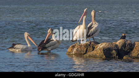 Australian Pelicans (Pelecanus conspicillatus), in the lagoon of the Blackwood River, Augusta, Western Australia. Stock Photo