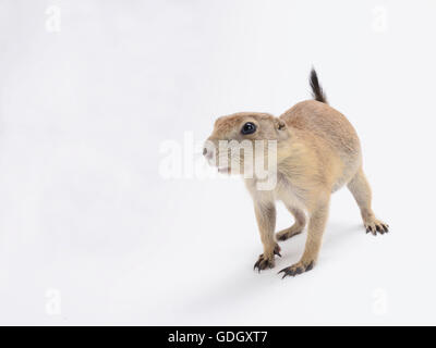 Black-tailed prairie dog (Cynomys ludovicianus) Stock Photo