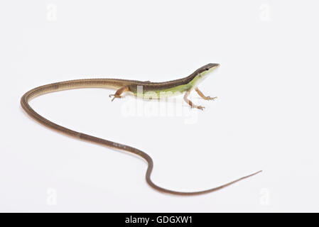 Long-tailed grass lizard (Takydromus sexlineatus) Stock Photo