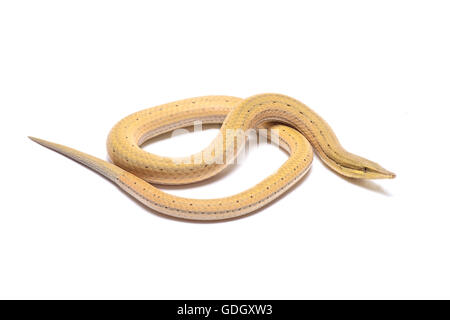 Papua snake lizard (Lialis jicari) Stock Photo