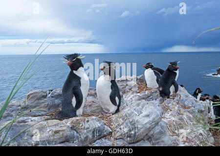 Group of rockhopper penguins (Eudyptes chrysocome) on a rock, South Atlantic, East Falkland, Falkland Islands Stock Photo