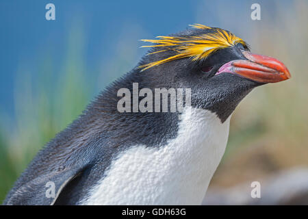 Close-up of a macaroni penguin (Eudyptes chrysolophus), East Falkland, Falkland Islands Stock Photo