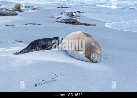 Sea lion with pup on sandy beach, Sea Lion Island, South Atlantic, Falkland Islands Stock Photo