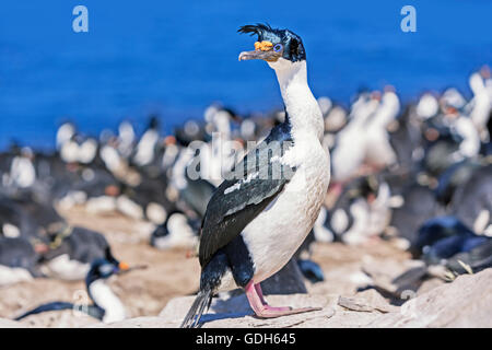 King cormorant, Imperial shag (Leucocarbo atriceps), colony, Sea Lion Island, Falkland Islands, South Atlantic Stock Photo