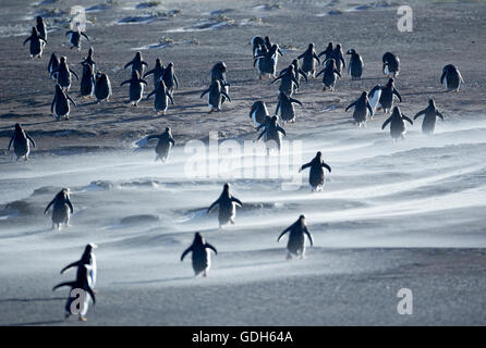 Gentoo Penguins (Pygoscelis papua) walking through a sandstorm, Sea Lion Island, Falkland Islands, South Atlantic Stock Photo