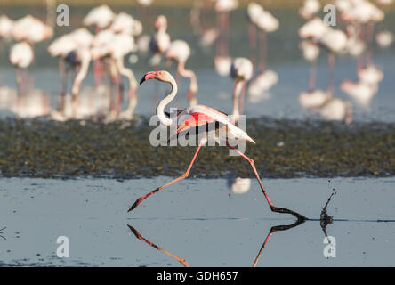 Greater Flamingo (Phoenicopterus roseus), running, Laguna de Fuente de Piedra, Málaga province, Andalusia, Spain Stock Photo