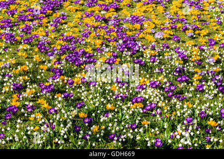 Purple and yellow crocuses (Crocus vernus) and white snowdrops (Galanthus nivalis) are blooming on a meadow, Wehlen, Saxony Stock Photo