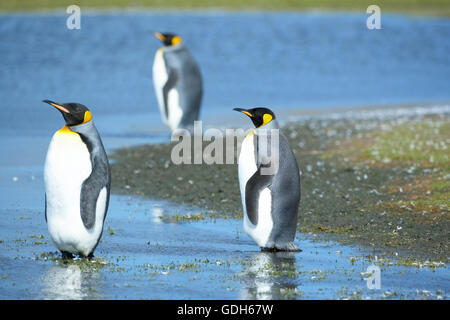 Three King penguins (Aptenodytes patagonicus) standing in water, Volunteer Point, East Falkland, Falkland Islands Stock Photo