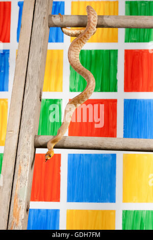 Woma Python climbing down ladder against coloured game squares Stock Photo