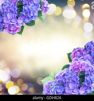 blue and violet hortensia flowers Stock Photo