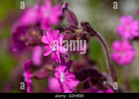 Red Campion, Silene dioica, wildflower, Dumfries & Galloway, Scotland Stock Photo
