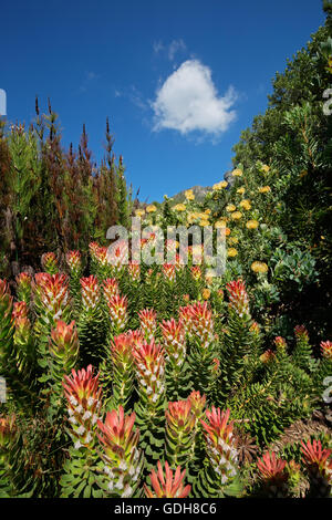 Colorful flowers in the Kirstenbosch botanical gardens, Cape Town, South Africa Stock Photo