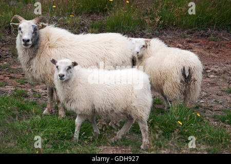 Iceland: sheeps in Icelandic countryside Stock Photo