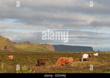 Iceland: grazing cows in the countryside of the village of Vik i Myrdal, the southernmost village of Iceland Stock Photo