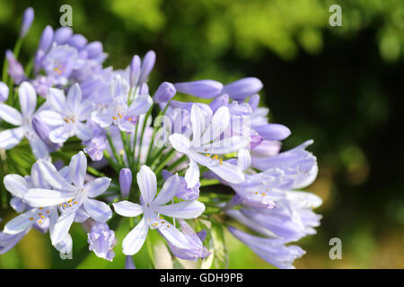 Blue African Lily (Agapanthus africanus) in Japan Stock Photo