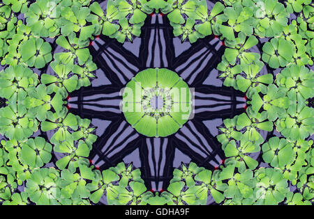 Kaleidoscope pattern with water cabbage (lettuce) Stock Photo