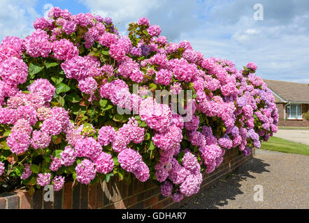 Bush of pink Bigleaf hydrangea (Hydrangea macrophylla) flowers growing in Summer in the UK. Stock Photo