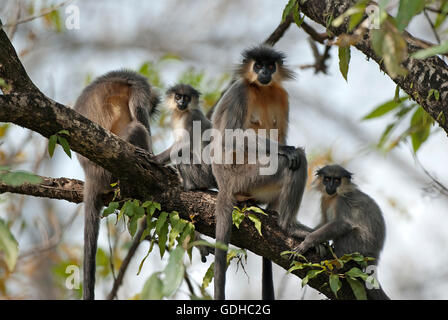 The image of  Capped langur ( Trachypithecus pileatus) was taken in Manas national park, Assam, India Stock Photo