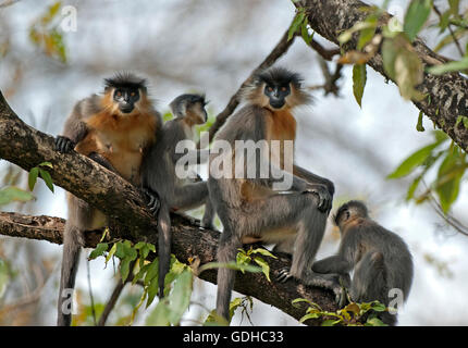 The image of  Capped langur ( Trachypithecus pileatus) was taken in Manas national park, Assam, India Stock Photo