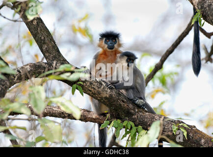 The image of  Capped langur ( Trachypithecus pileatus) was taken in Manas national park, Assam, India Stock Photo