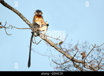 The image of  Capped langur ( Trachypithecus pileatus) was taken in Manas national park, Assam, India Stock Photo