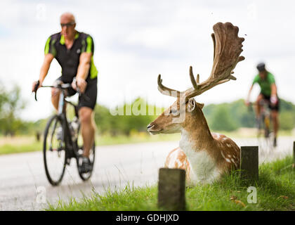 Richmond Park, London UK. 17th July 2016.Fallow Deer appear to watch cyclists going past. copyright Carol Moir/Alamy Live News Stock Photo