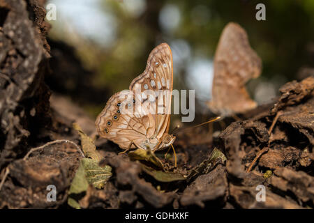 Tawny Emperor feeding on butterfly bait at the National Butterfly Center in Mission, Texas USA Stock Photo