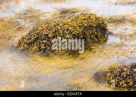 Bladder Wrack seaweed, Fucus vesiculosus, Salen, Mull, Scotland,  Long exposure Stock Photo