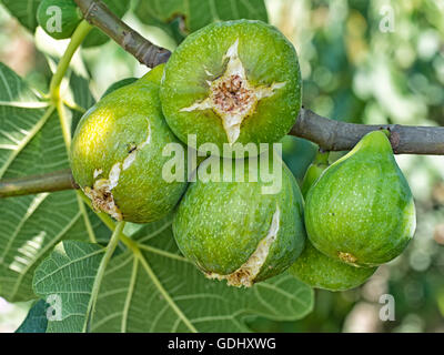 Fiorone figs. Green figs ripening in the sun, Italy. Stock Photo