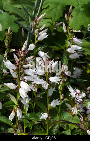 White flowers of the summer blooming greater bellflower, Campanula latifolia var. macrantha 'Alba' Stock Photo