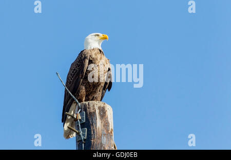 adult American Bald Eagle (Haliaeetus leucocephalus) adult standing on telegraph pole Stock Photo