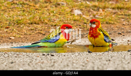 Panoramic image of pair of spectacular & colourful Australian parrots, eastern rosellas, Platycercus eximius, bathing in puddle of water after rain Stock Photo