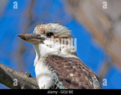 Close-up of face of Australian kookaburra Dacelo,novaeguineae with gleaming eye, muddy bill after feeding, against blue sky Stock Photo