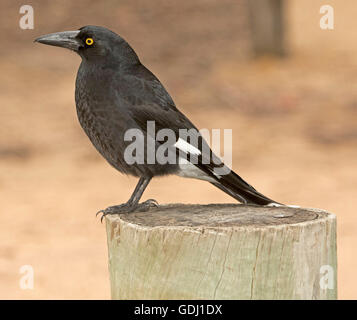 Black & white Australian pied currawong Strepera graculina with vivid yellow eye perched on wooden post against light background Stock Photo