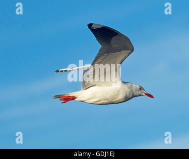 Silver gull, Larus novaehollandiae, with red legs and bill and wings outstretched in flight against blue sky in Australia Stock Photo