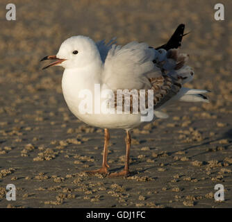 Juvenile silver gull, Larus novaehollandiae, with brown and white plumage fluffed up and bill open squawking on Australian beach Stock Photo