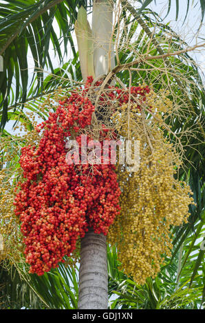 Betel Nut Palm Tree. Stock Photo