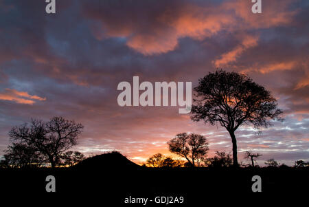 Sunset silhouette in a bushveld landscape with a lone Acacia tree Stock Photo