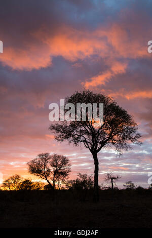 Sunset silhouette in a bushveld landscape with an Acacia tree Stock Photo