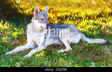 domesticated wolf dog resting relaxed on a meadow. Czechoslovakian shepherd. Stock Photo