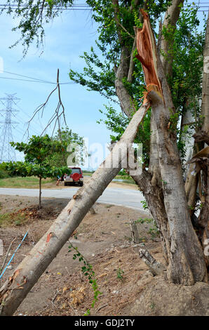 Big tree broken from wind storm at outdoor near canal watercourse waterway of water supply in countryside Nonthaburi, Thailand Stock Photo