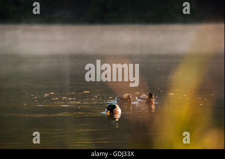 Duck on the lake Stock Photo