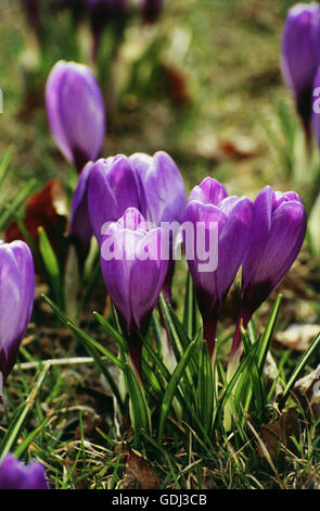 botany, crocus, (Crocus), cultivar in meadow Stock Photo - Alamy