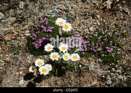 botany, Aster (Aster), Alpine Aster (Bellidiastrum michelii), flowers on ground, Stock Photo