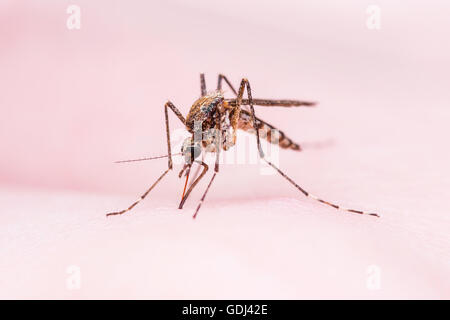 Mosquito Sting Stock Photo