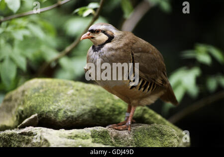 zoology / animals, avian / birds, Rock Partridge, (Alectoris graeca), standing on rock, distribution: Europe, Stock Photo