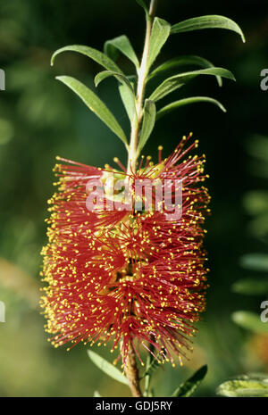 botany, Myrtaceae, bottlebrush (Callistemon), Callistemon macropunctatus var. lacrifolius, flower, Stock Photo